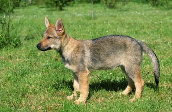 Czechoslovakian Wolfhound, puppy, 12 weeks, sideways