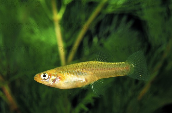 Mosquito Fish (gambusia affinis)