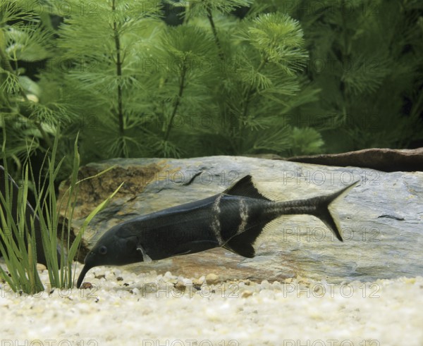 Gnathonemus brevicaudatus, Mormyrus petersii, Elephant Nose Fish (gnathonemus petersii), Elephant