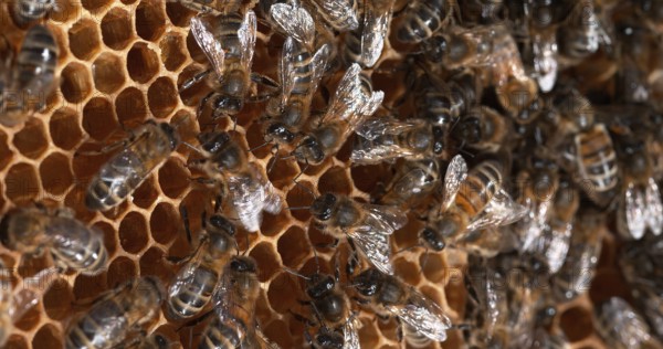 |European Honey Bee (apis mellifera), Bees on a wild Ray, dance to indicate the foraging area, Bee