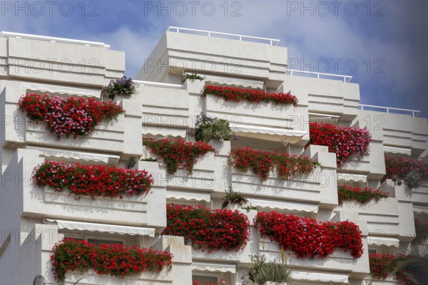 LOS GIGANTES, TENERIFE/SPAIN - FEBRUARY 21 : Vivid red geraniums hanging from balconies on an