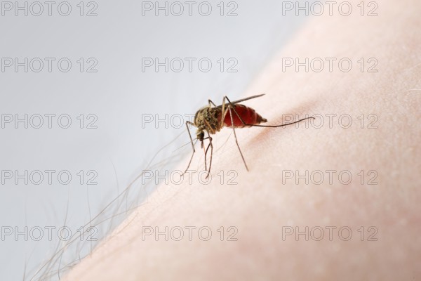 A Mosquito sucking blood on a hairy arm