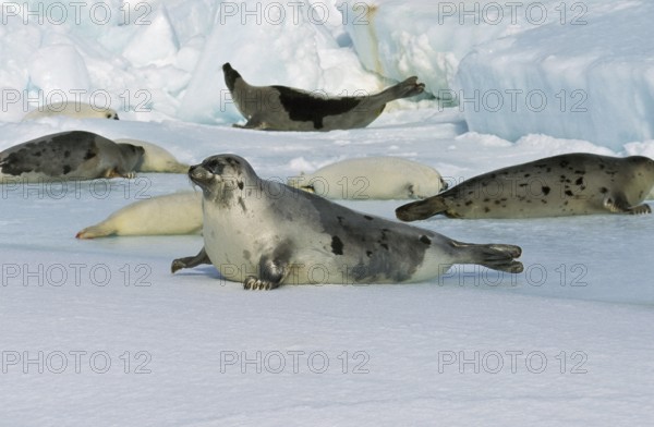 Harp seal (pagophilus groenlandicus), GROUP ON ICE FIELD, MAGDALENA ISLAND IN CANADA