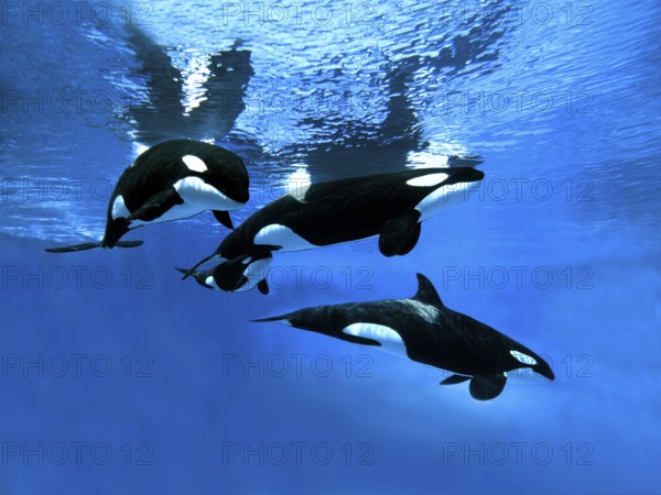 Killer Whale (orcinus orca), Group with Female and Calf