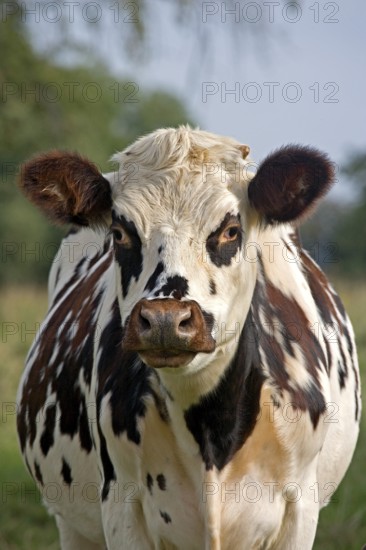 NORMANDY CATTLE, PORTRAIT OF WOMAN, NORMANDY