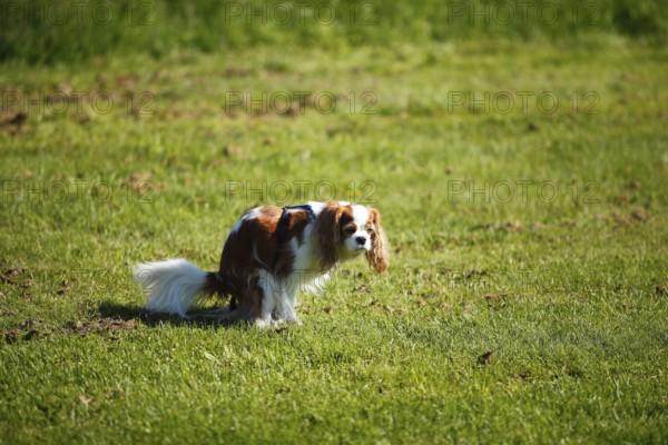 Cavalier King Charles Spaniel, bitch, blenheim, defecating