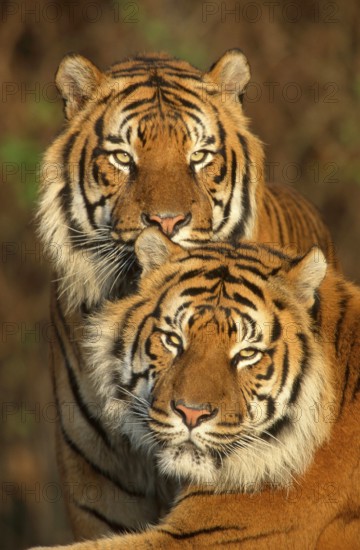 Sumatran Tiger (Panthera tigris sumatrae)