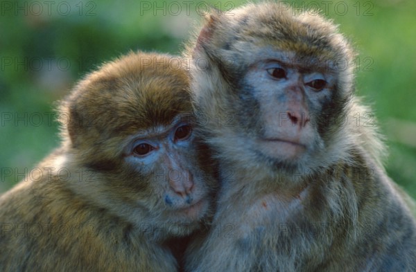 Barbary macaques (Macaca silvanus)