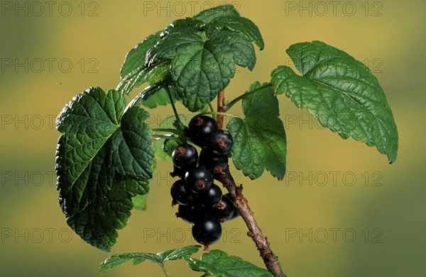 Black (Shrubs) currant (Ribes nigrum), leaves and fruits (Plants) (Plants) (Gooseberry family)