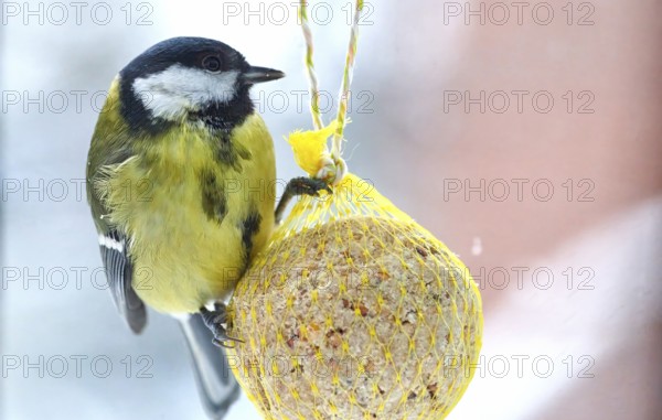 Great tit (Parus major), feeding on a fat ball, bird feeding station, Wisamr, Mecklenburg-Western