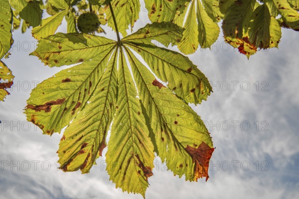 Chestnut leaf for autumn