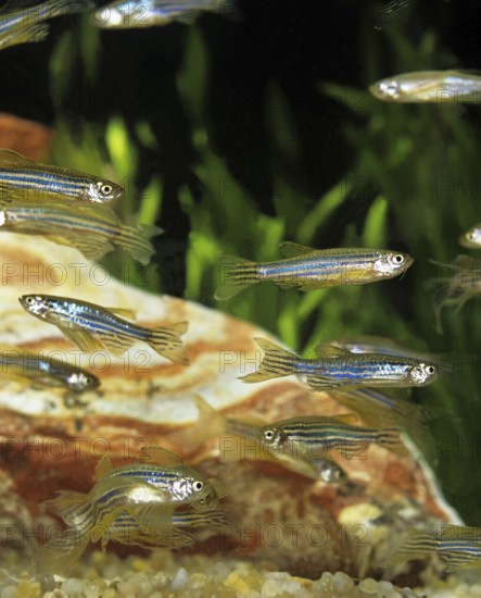 Zebrafish (brachydanio rerio) (Brachydanio rerio), Zebrafish, Animals, Other animals, Fishes,
