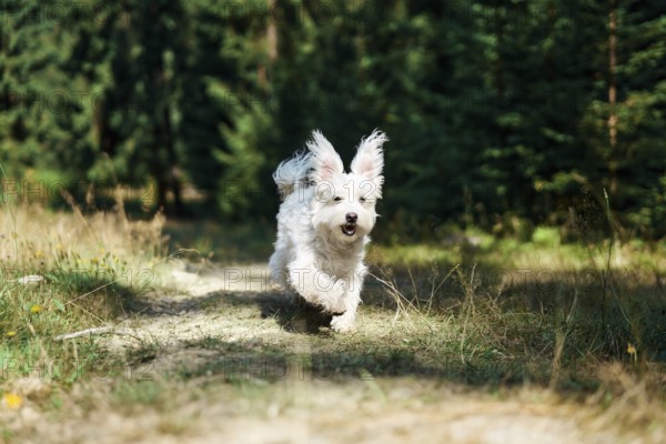 Funny cute dog playing and running outside in forest. Pets concept