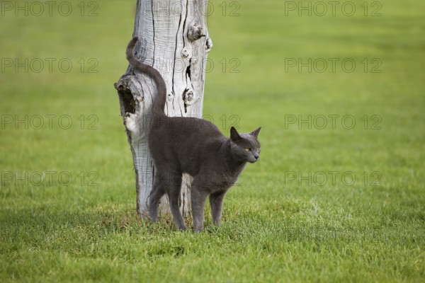 DOMESTIC CAT, MATURE, RUBBING AGAINST POST, NAMIBIA