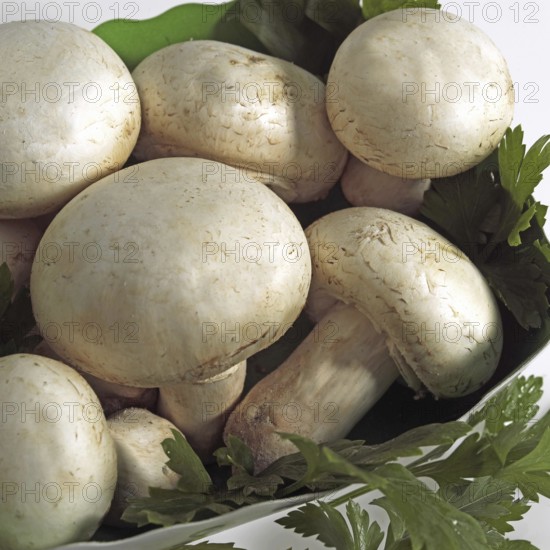 Button or Cultivated Mushroom (agaricus bisporus)
