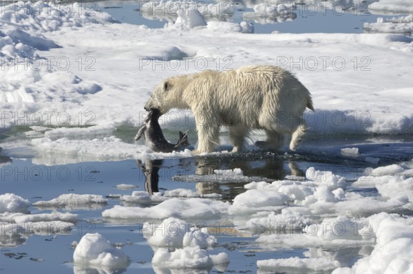 Polar bear (Thalassarctos maritimus), female with captured ringed seal (Phoca hispida),