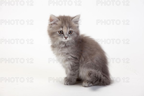 British longhair cat, blue-torbie-mackarel, kitten, 10 weeks, Highlander, Lowlander, Britanica, BLH