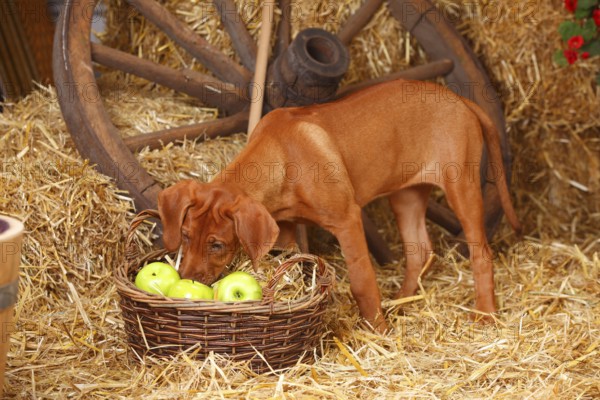 Rhodesian Rigdeback, puppy bitch, 14 weeks, basket with apples