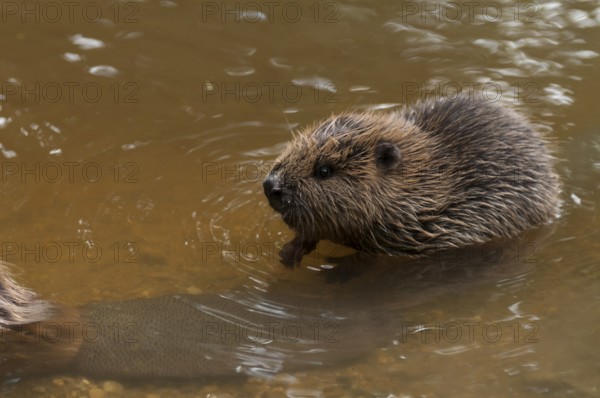 European beaver (Castor fiber), juvenile, Rosenheim, Bavaria, Germany, Europe