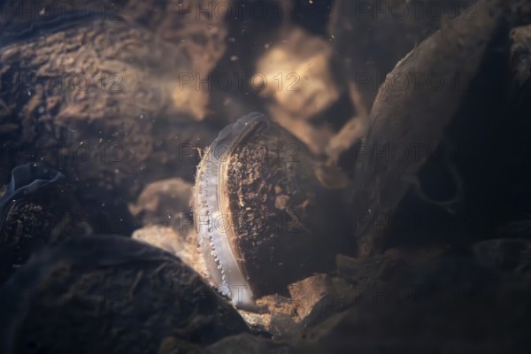 Freshwater pearl mussel (Margaritifera margaritifera), underwater photo in stream, lying in the