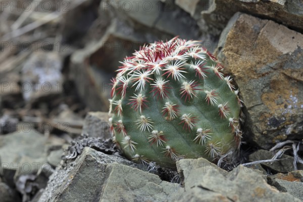 Echinocereus viridiflorus, USA, North America