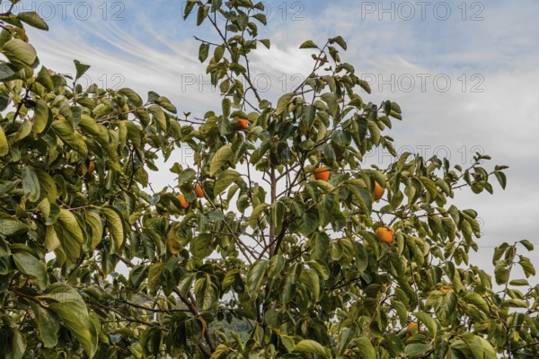 Closeup of persimmon tree with ripe persimmons on branches and partly cloudy blue sky in