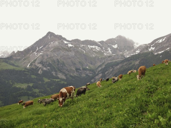 Grazing cows in the Bernese Oberland, Switzerland, Europe