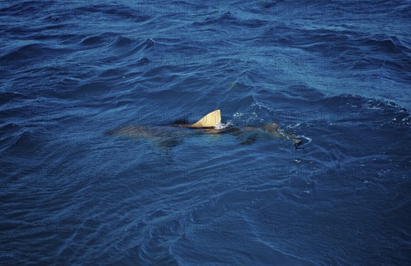 Lemon Shark at the surface, Shark fin, Negaprion brevirostris, Bahamas, Atlantic Ocean, Central