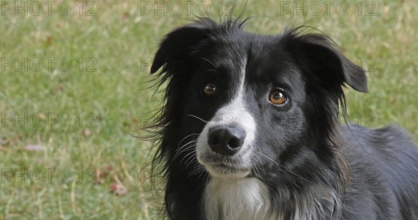 Border Collie Dog on Grass, Portrait of male