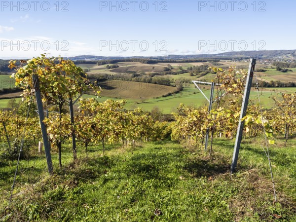 Vineyard with vines in autumn, south-eastern Styrian hill country, Styria, Austria, Europe