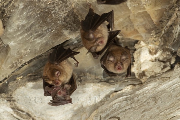 Lesser horseshoe bat (Rhinolophus hipposideros), female with young in maternity roost, bat