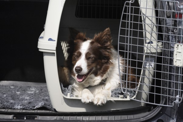 Border collie lying in a dog box in the boot of the car