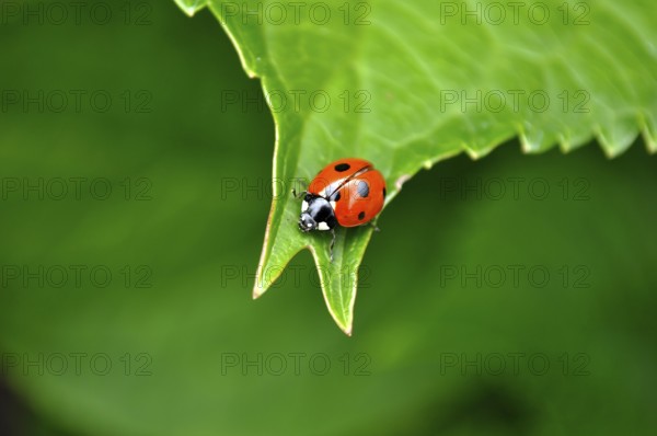 Ladybird on hydrangea leaf, seven-spott ladybird (Coccinella septempunctata), hortensias