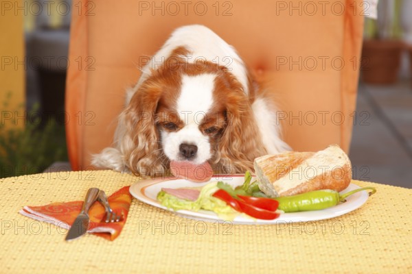 Cavalier King Charles Spaniel, blenheim, steals sausage from plate/bread, bad habit