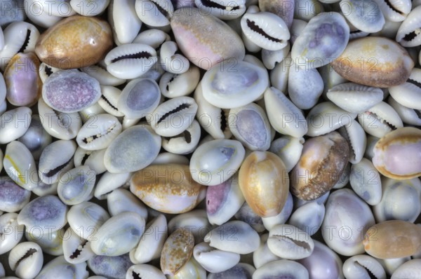 Cowrie shells