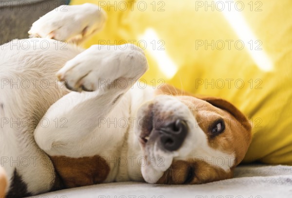 Beagle dog tired sleeps on a couch in funny position. Dog in house concept