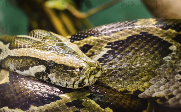 Head and eye big snake anaconda close up
