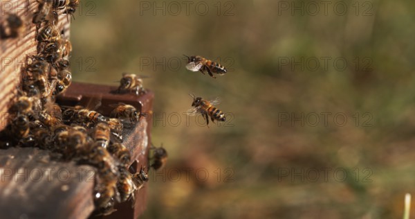 European Honey Bee (apis mellifera), Bees standing at the Entrance of The Hive, Insect in Flight,