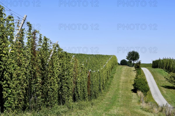 Hops ripe for harvesting, overview hop garden, panorama hop field, hill, mountain, hop vines, hop