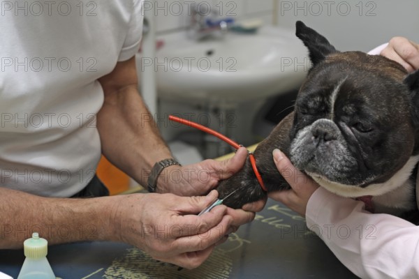 French bulldog at the vet. Preparation for blood sampling, blood sampling on the leg