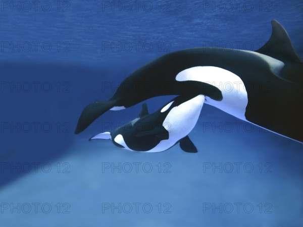 Killer Whale (orcinus orca), Female with Calf