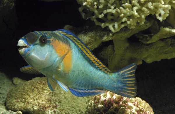 PARROT FISH (scarus) sordidus