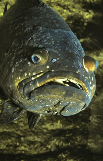Giant Merou (epinephelus lanceolatus), Adult
