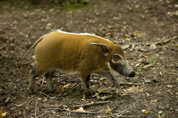 Red River Hog (potamochoerus porcus) or Bush Pig, Adult