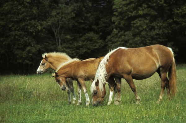 Haflinger Pony, Mare with Foals standing in Meadow
