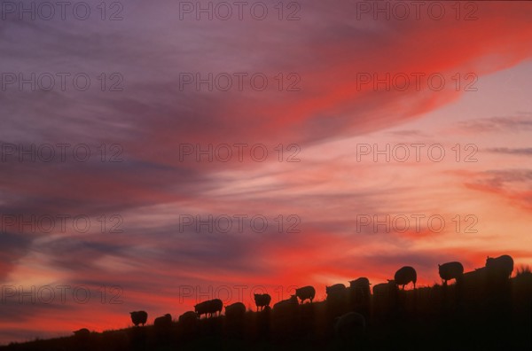 Country sheep, domestic sheep, flock of sheep at the dike, North Sea, North Frisia