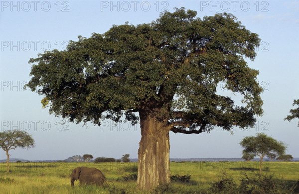 BAOBAB AND AFRICAN ELEPHANT (loxodonta africana), TARANGIRE PARK IN TANZANIA