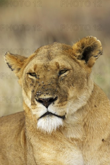 African Lion (panthera leo), Portrait of Female covered with Flies, Masai Mara Park in Kenya