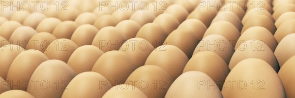Lots of brown chicken eggs in panorama format