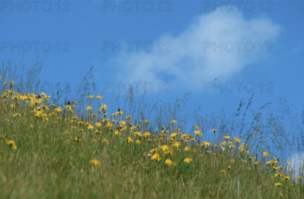 Mountain arnica (Arnica montana), Alps